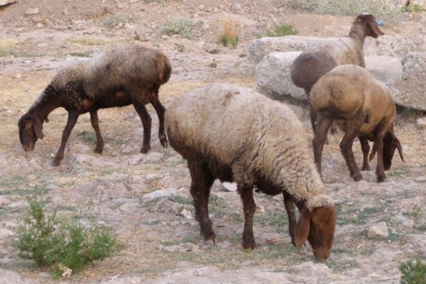 Вівці мясних порід: вітчизняні, іноземні, ближнього світла Вівці мясних порід: вітчизняні, іноземні, ближнього світла