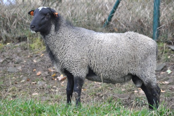 Вівці мясних порід: вітчизняні, іноземні, ближнього світла Вівці мясних порід: вітчизняні, іноземні, ближнього світла