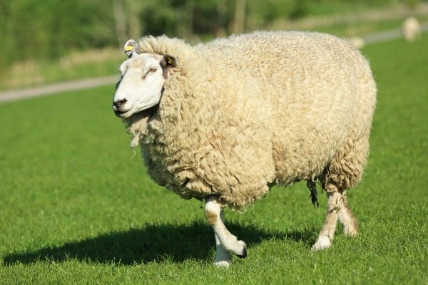 Вівці мясних порід: вітчизняні, іноземні, ближнього світла Вівці мясних порід: вітчизняні, іноземні, ближнього світла