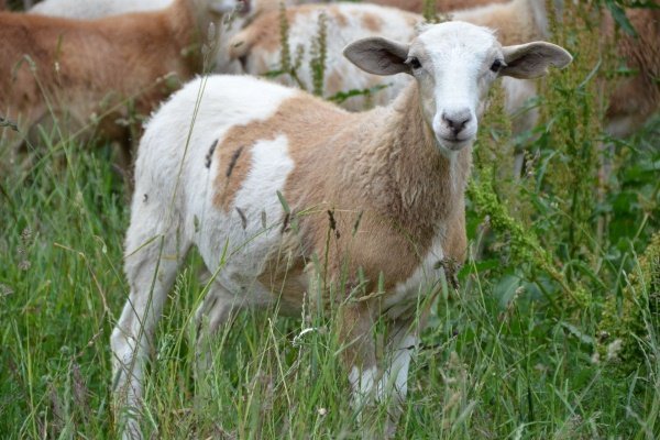 Вівці мясних порід: вітчизняні, іноземні, ближнього світла Вівці мясних порід: вітчизняні, іноземні, ближнього світла