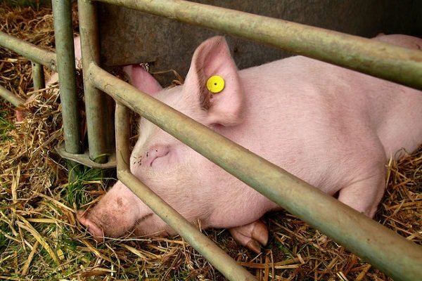 Пастерельоз у свиней: збудники, симптоми, лікування, вакцинація Пастерельоз у свиней: збудники, симптоми, лікування, вакцинація