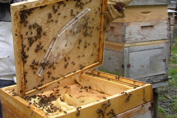 Бджільництво для початківців (поради пасічнику): про найважливішому