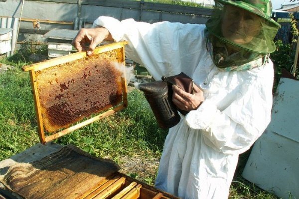 Бджільництво для початківців (поради пасічнику): про найважливішому
