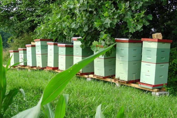 Бджільництво в Росії: особливості, проблеми, плюси і мінуси