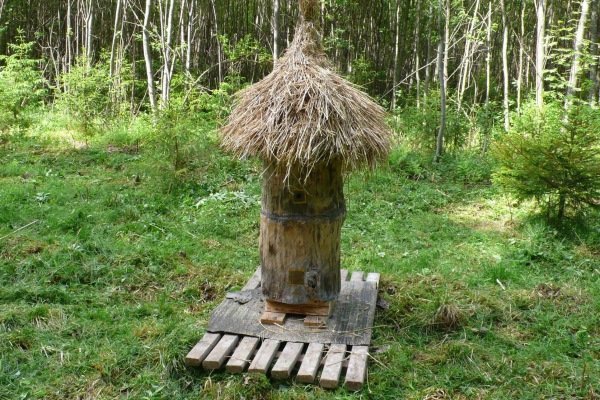 Бджільництво в Росії: особливості, проблеми, плюси і мінуси