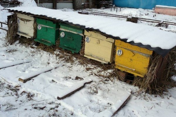 Бджоли Бакфаст: опис, характеристика та особливості змісту породи