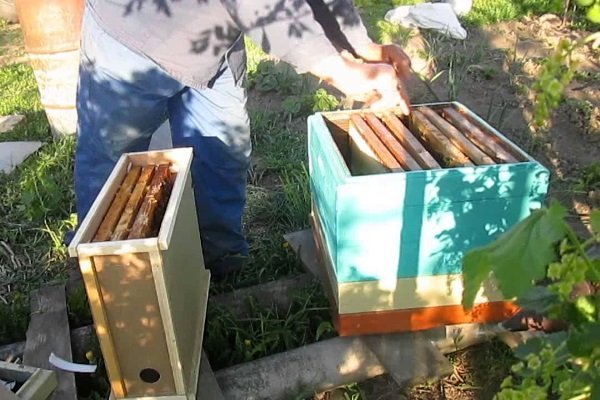 Пересадка бджіл з пчелопакета у вулик: инсрукции