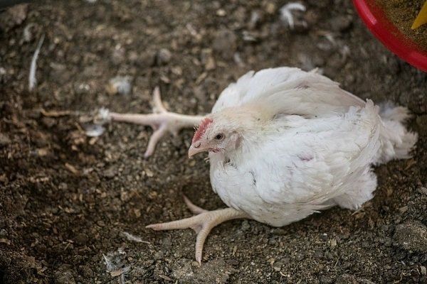 Чому кури падають на ноги: причини і чим лікувати?