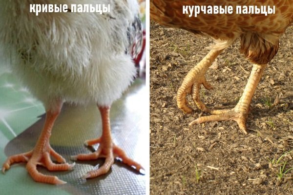 Чому кури падають на ноги: причини і чим лікувати?