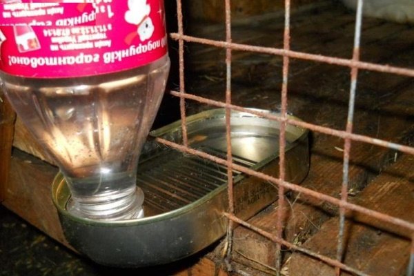 Поїлки для кроликів своїми руками: види, інструкції, характеристики, догляд та чистка Поїлки для кроликів своїми руками: види, інструкції, характеристики, догляд та чистка