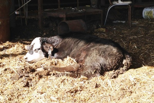 Пронос у теляти: причини, що робити, як зупинити і чи можна запобігти?