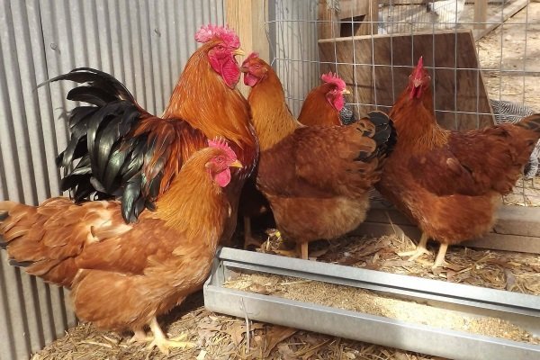 Порода курей Нью гемпшир: опис, фото, продуктивність та особливості змісту, відгуки Порода курей Нью гемпшир: опис, фото, продуктивність та особливості змісту, відгуки