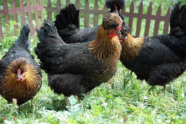 Порода курей Російська чубата: опис, фото, продуктивність, утримання та догляд, відгуки