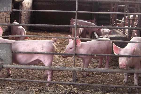 Порода свиней Ландрас: опис з фото, утримання та годування, відгуки Порода свиней Ландрас: опис з фото, утримання та годування, відгуки