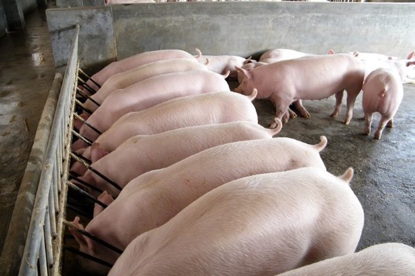 Порода свиней Ландрас: опис з фото, утримання та годування, відгуки Порода свиней Ландрас: опис з фото, утримання та годування, відгуки