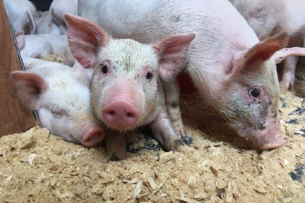 Порода свиней Ландрас: опис з фото, утримання та годування, відгуки Порода свиней Ландрас: опис з фото, утримання та годування, відгуки