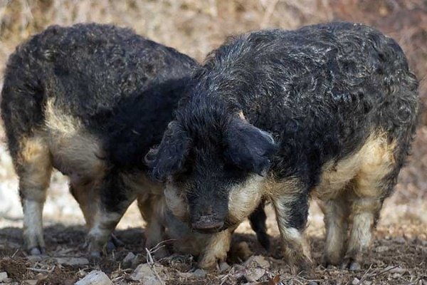 Порода свиней мангал, Угорська Мангаліца: опис, фото, утримання та розведення, відгуки Порода свиней мангал, Угорська Мангаліца: опис, фото, утримання та розведення, відгуки