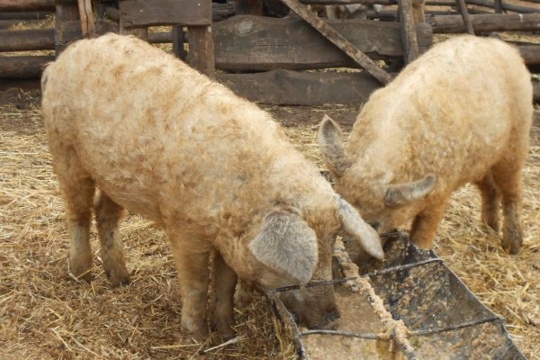 Порода свиней мангал, Угорська Мангаліца: опис, фото, утримання та розведення, відгуки Порода свиней мангал, Угорська Мангаліца: опис, фото, утримання та розведення, відгуки