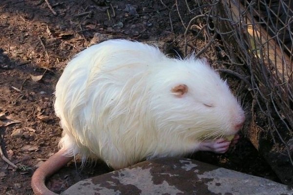 Породи нутрій: опис, характеристики, продуктивність та особливості догляду та утримання