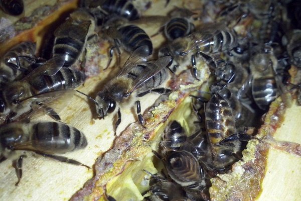 Породи бджіл: опис, характеристика, переваги і недоліки