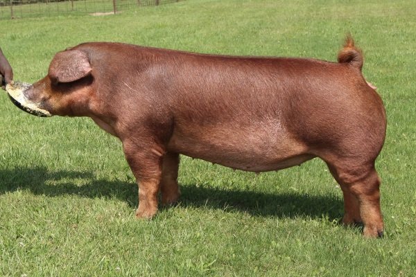 Породи свиней з описом і фото. Огляд їх особливостей і характеристик