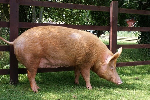 Породи свиней з описом і фото. Огляд їх особливостей і характеристик