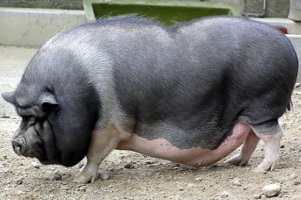 Породи свиней з описом і фото. Огляд їх особливостей і характеристик