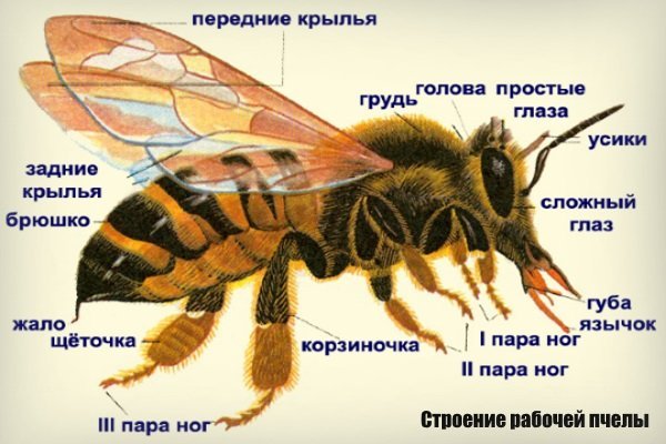 Робочі бджоли: функції, інстинкти, тривалість життя