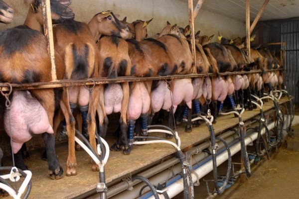 Розведення кіз в домашньому господарстві для початківців Розведення кіз в домашньому господарстві для початківців