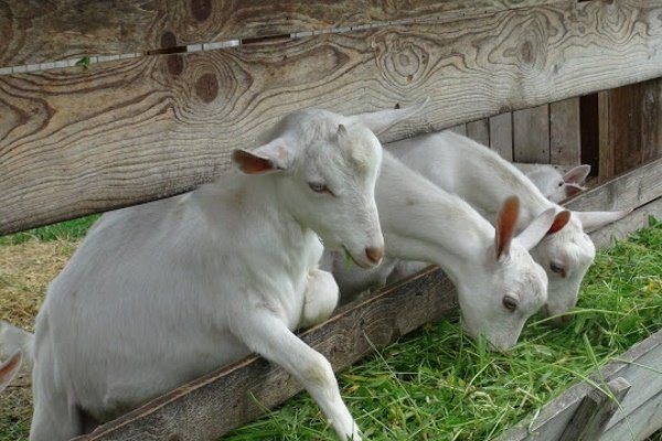 Розведення кіз в домашньому господарстві для початківців Розведення кіз в домашньому господарстві для початківців