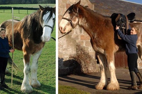 Найбільші коні в світі: опис з фото. Окремі рекордсмени гіганти