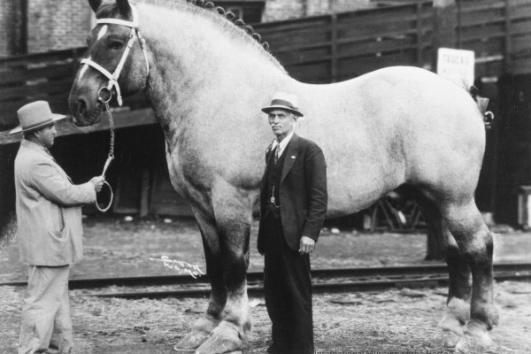 Найбільші коні в світі: опис з фото. Окремі рекордсмени гіганти