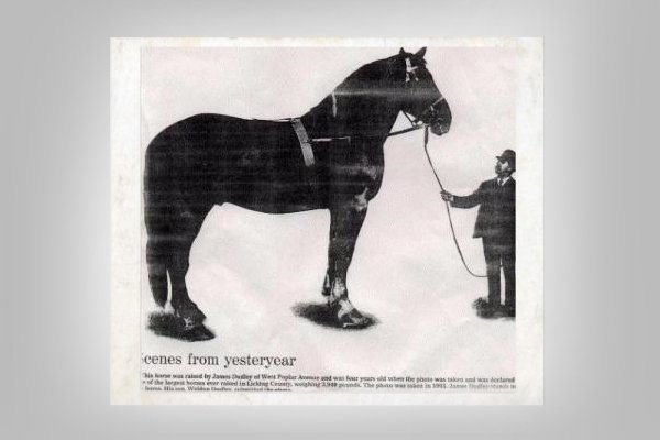 Найбільші коні в світі: опис з фото. Окремі рекордсмени гіганти