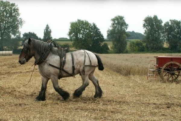 Найбільші коні в світі: опис з фото. Окремі рекордсмени гіганти