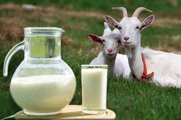Скільки літрів молока дає коза і як підвищити удій за день?