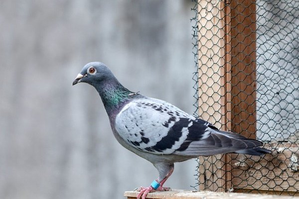 Зміст голубів в домашніх умовах : годівля, умови, догляд, розведення та здоровя