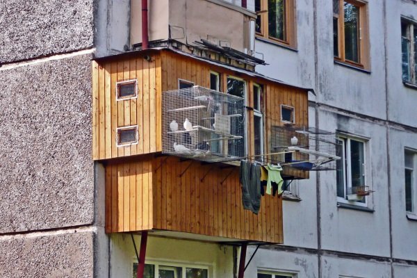 Зміст голубів в домашніх умовах : годівля, умови, догляд, розведення та здоровя