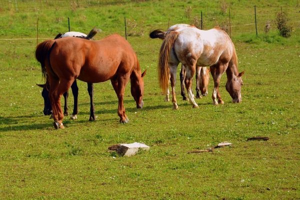 Утримання і догляд за кіньми в домашніх умовах: випас, годування, злучка, витрати Утримання і догляд за кіньми в домашніх умовах: випас, годування, злучка, витрати