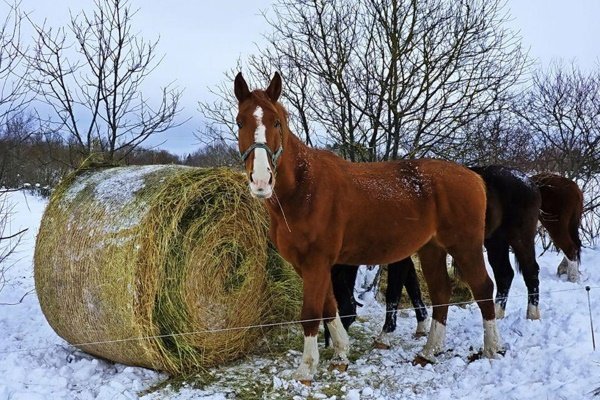 Утримання і догляд за кіньми в домашніх умовах: випас, годування, злучка, витрати Утримання і догляд за кіньми в домашніх умовах: випас, годування, злучка, витрати