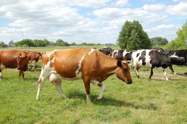 Утримання корови в особистому господарстві: правила, умови, харчування та догляд Утримання корови в особистому господарстві: правила, умови, харчування та догляд