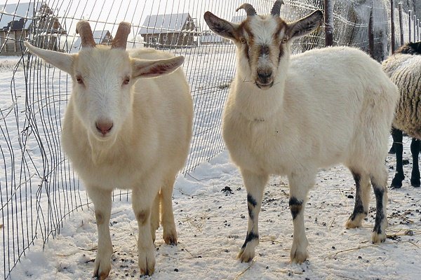 Зміст кіз взимку