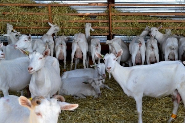 Зміст молочних кіз: правила годівлі, догляду, доїння Зміст молочних кіз: правила годівлі, догляду, доїння