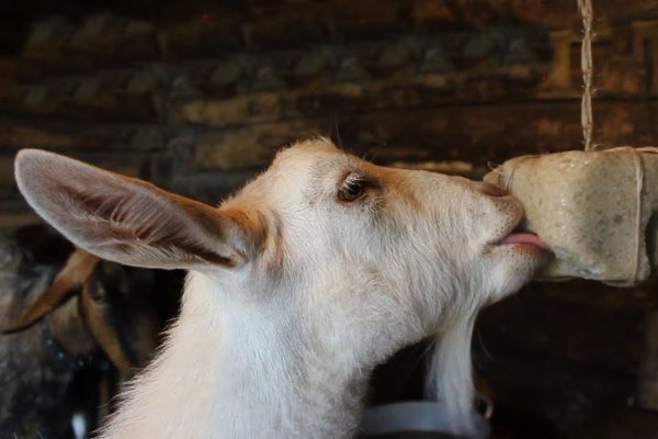 Зміст молочних кіз: правила годівлі, догляду, доїння Зміст молочних кіз: правила годівлі, догляду, доїння