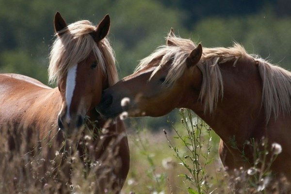 Парування коней: підготовка, відбір, методи парування і штучного осіменіння