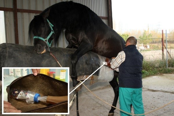 Парування коней: підготовка, відбір, методи парування і штучного осіменіння