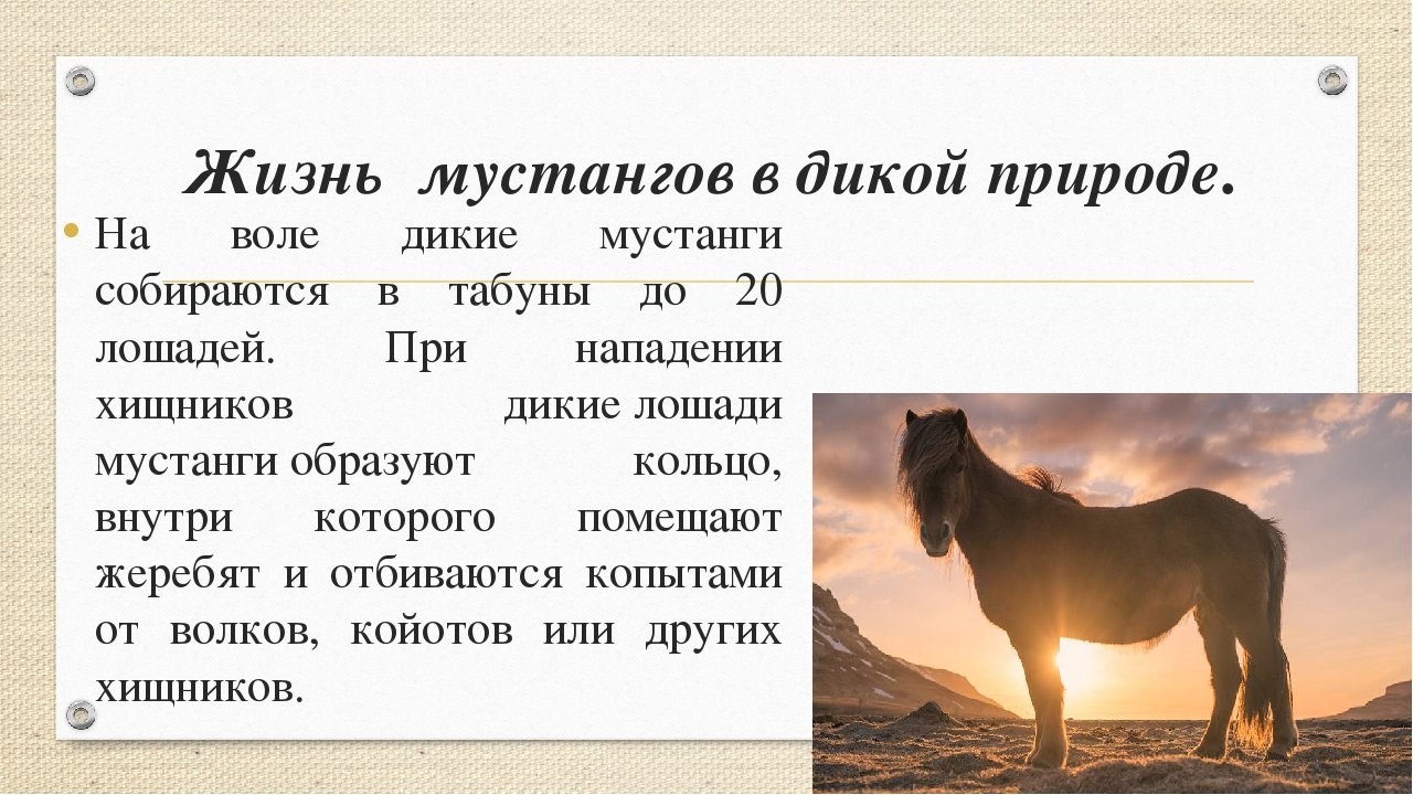 Термін життя коней: скільки в середньому тривалість життя коня