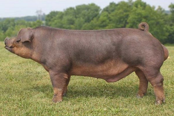 Свині породи Дюрок: характеристика, утримання, годування, розведення, хвороби Свині породи Дюрок: характеристика, утримання, годування, розведення, хвороби