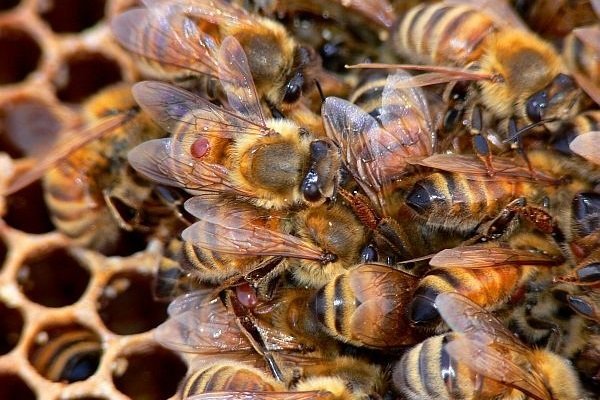 Термокамера для обробки бджіл: види та як зробити своїми руками