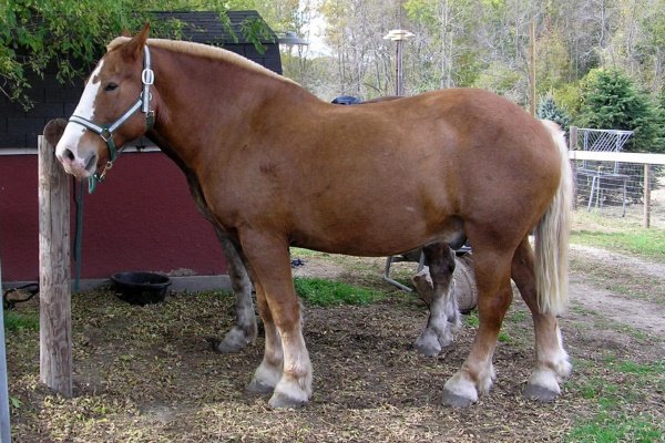 Важковозні породи коней: найсильніші коні