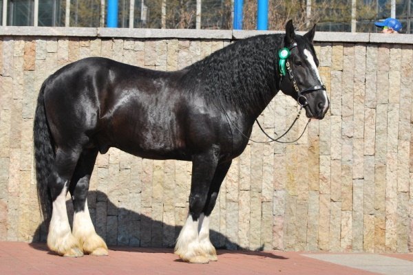 Важковозні породи коней: найсильніші коні